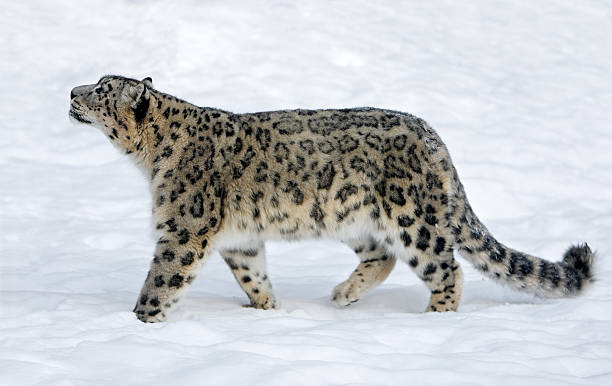 top 10 places to visit in snow leopards in india, 10 top places for snow leopard sighting in india - india cab service​