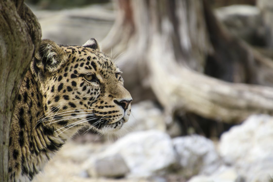 top 10 places to visit in snow leopards in india, 10 top places for snow leopard , sighting in india - india cab service​